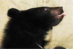 臺灣黑熊又稱狗熊，因鼻吻部像狗
