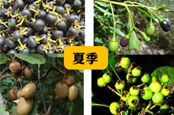 夏季以香楠、台灣肉桂、獼喉桃及台灣山枇杷為食