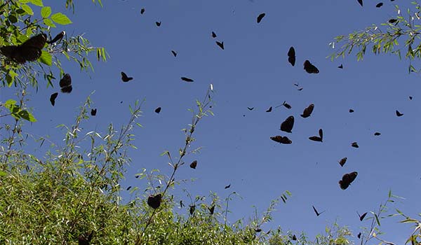 Insects-Butterfly