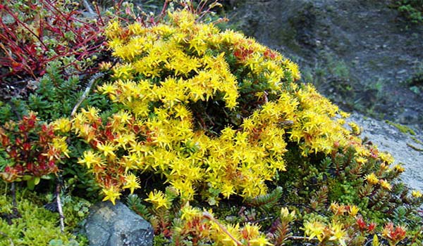 高山植物