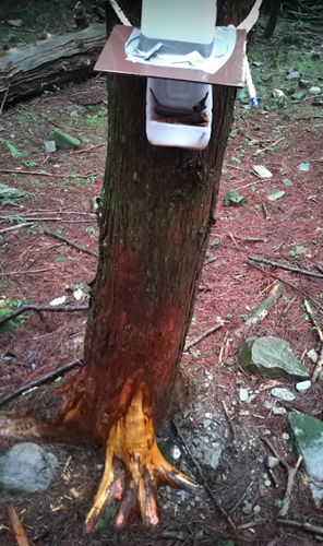 楠溪林道水鹿調查部分架設礦鹽樹根有動物痕跡