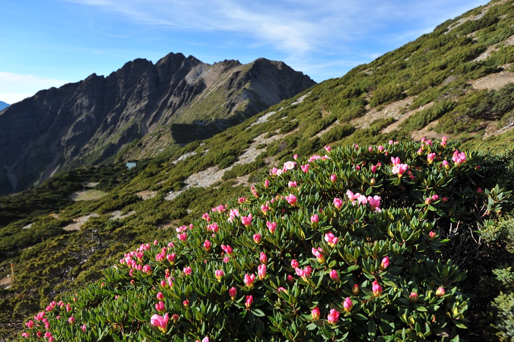 Yushan rhododendrons