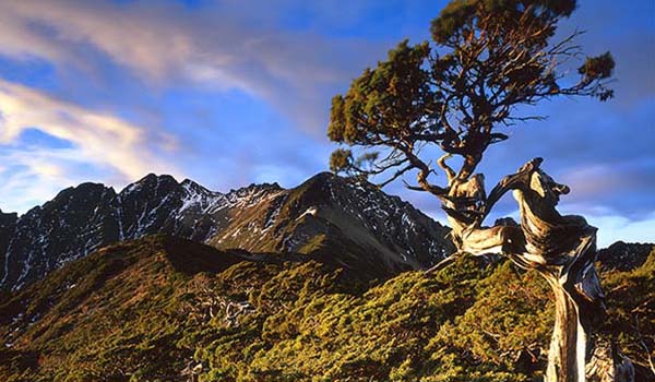 Single-seed Juniper