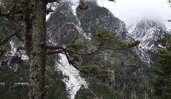 Taiwan White Fir