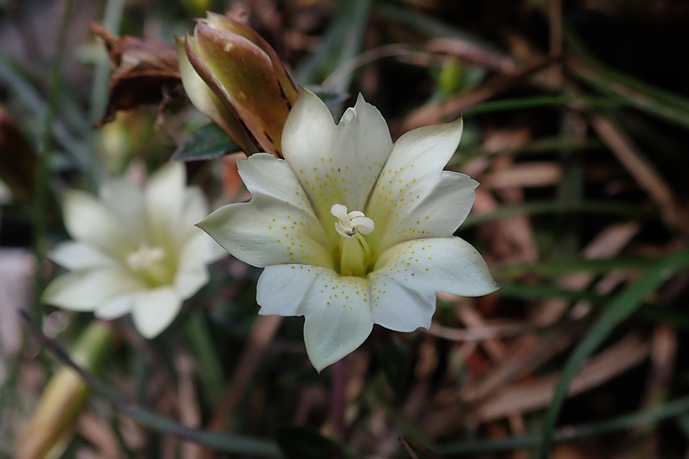 Gentiana scabrida