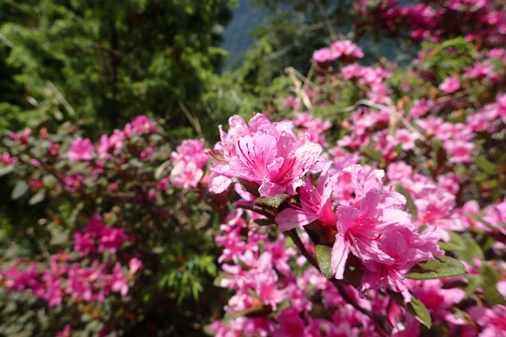 Rhododendron rubropilosum rubropilosum