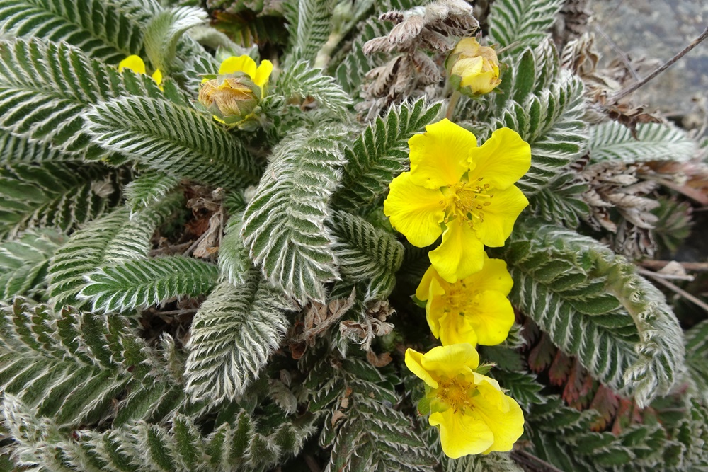 Potentilla tugitakensis