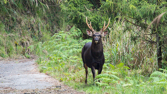 Rusa unicolor swinhoei