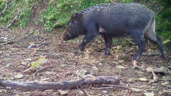 Sus scrofa taivanus