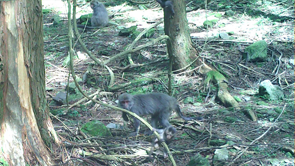 Macaca cyclopis