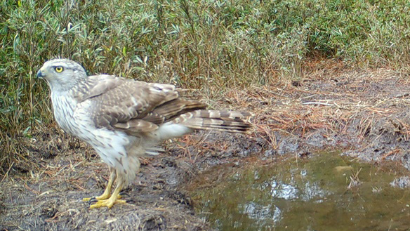 Accipiter gentilis