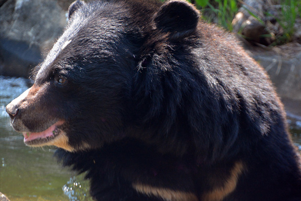 If you see a bear in the wild and it has not spotted you yet, keep a safe distance and leave quietly as soon as possible to avoid startling the bear.