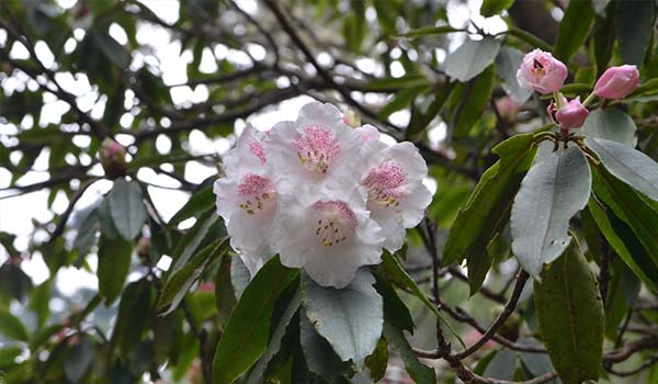 Rhododendron