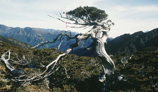 Single-seed Juniper