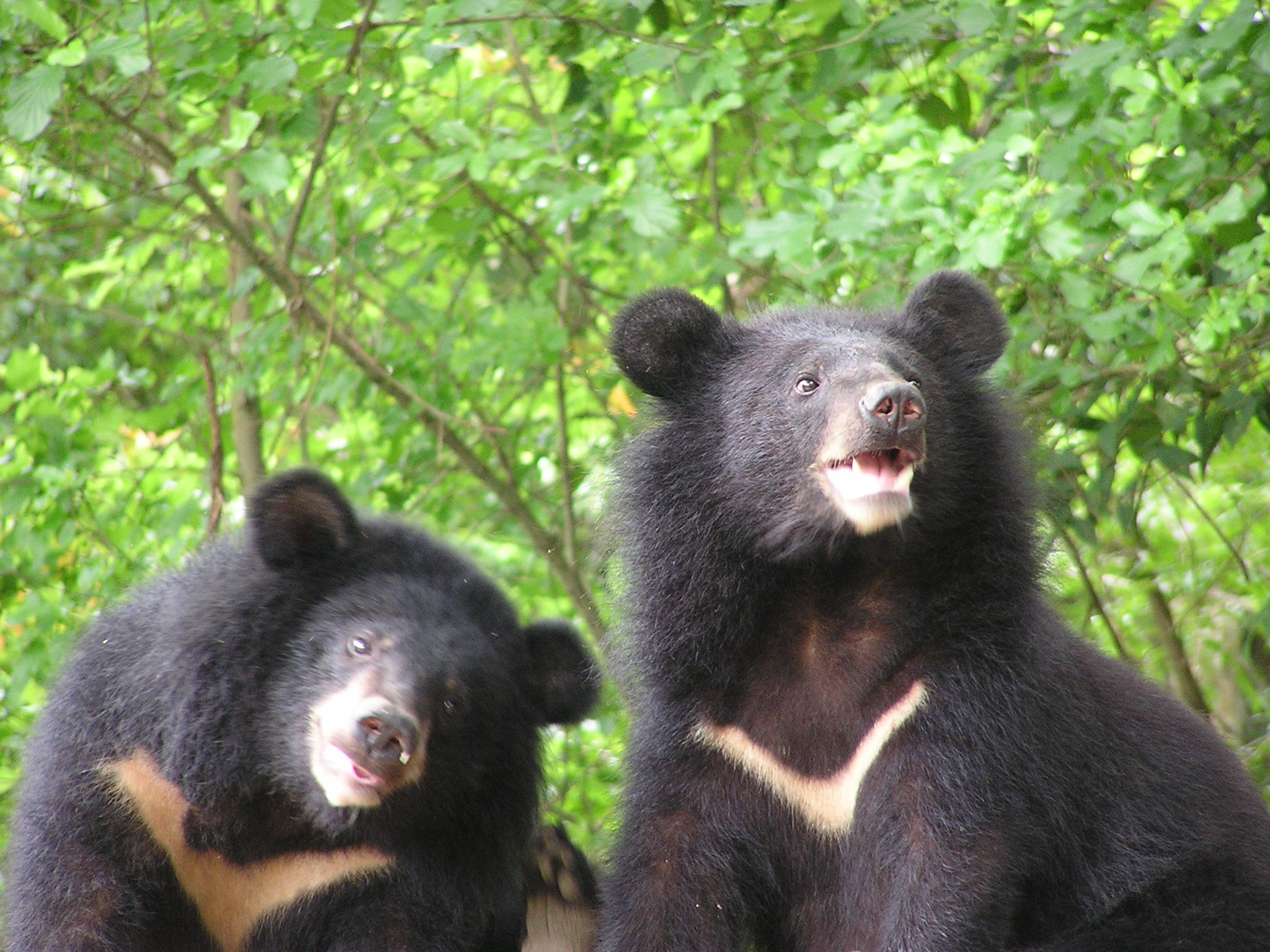 臺灣黑熊屬亞洲黑熊的七個亞種之一