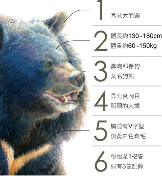 臺灣黑熊