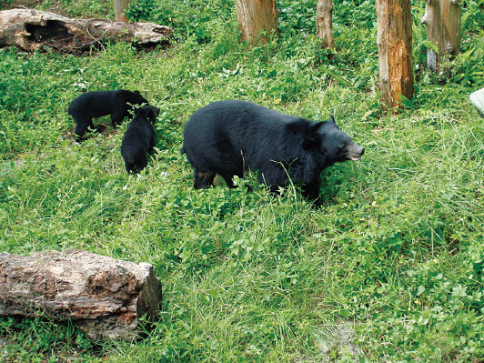 臺灣黑熊為瀕臨絕種保育類動物