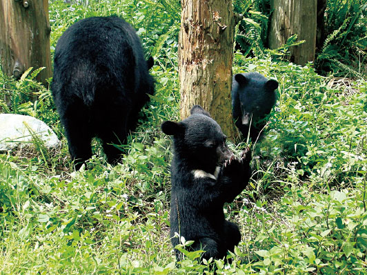 臺灣黑熊估計僅剩下200-600隻
