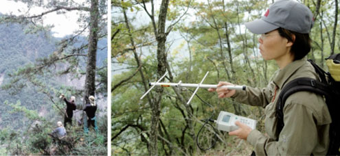 研究團隊進行地面三角定位無線電追蹤臺灣黑熊