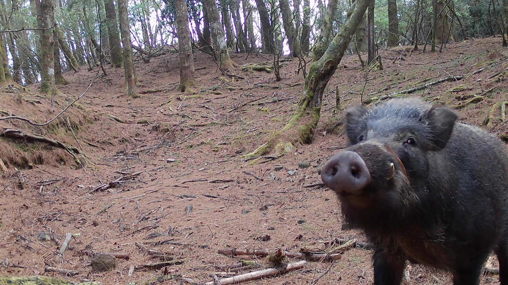 臺灣野豬-野聲環境生態顧問有限公司攝