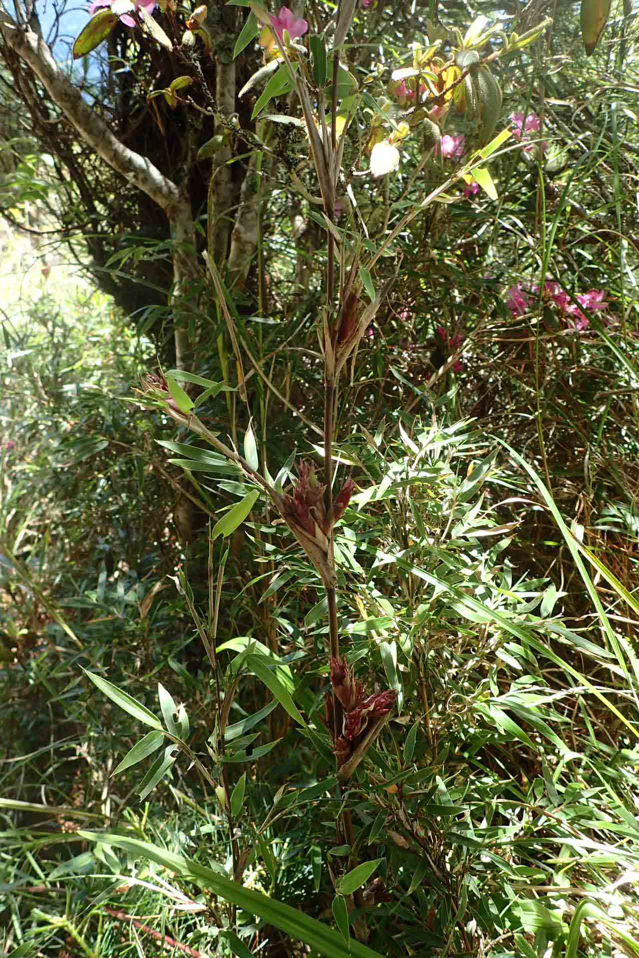 玉山箭竹-楊佳蓉攝