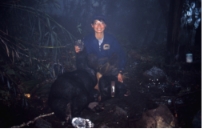 捕捉臺灣黑熊個體緊掛無線電發報器，並記錄個體型質及採集樣本。