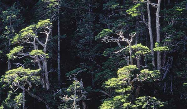 Taiwanese hemlock