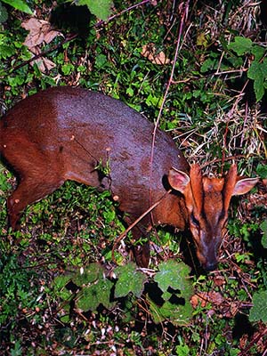 Reeves's muntjac