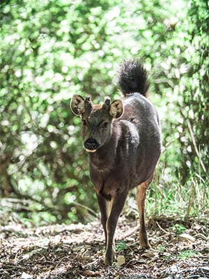 Formosan sambar deer