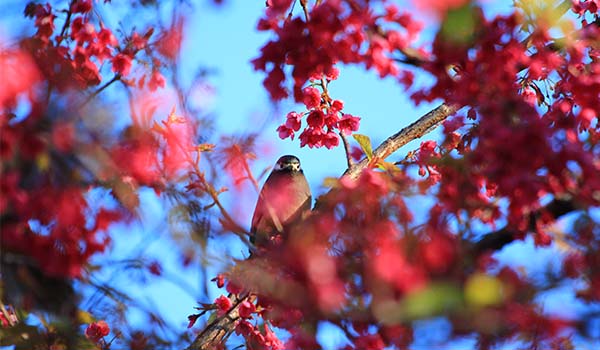 white-eared sibia