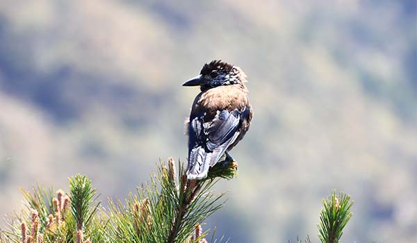  spotted nutcracker,