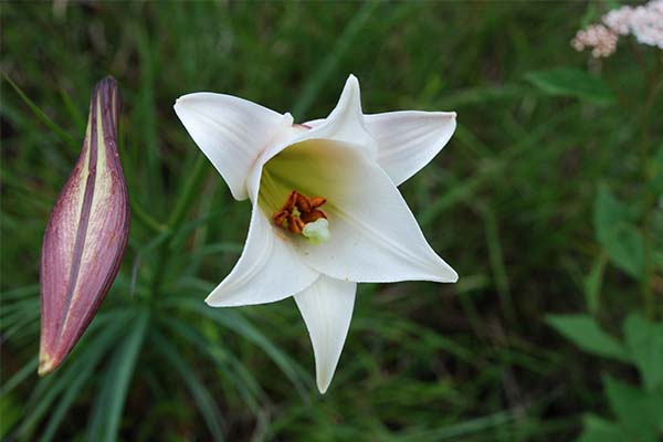 Formosa lily
