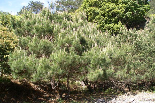 Taiwan red pine