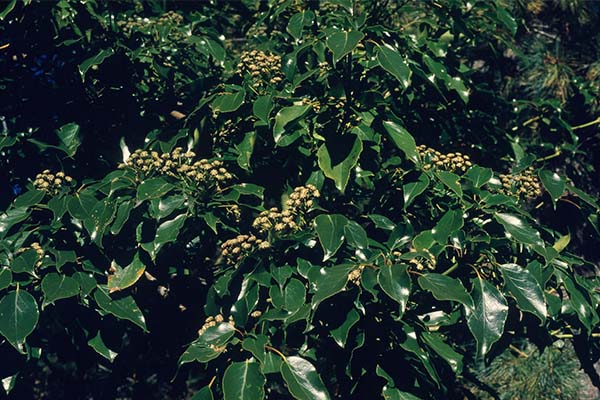 trochodendron aralioides