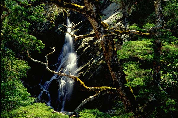 Hemlock and spruce forests