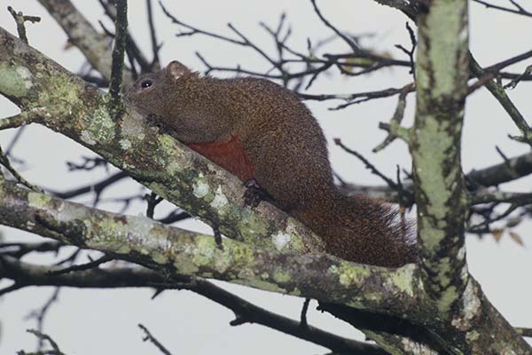 red-bellied squirrel