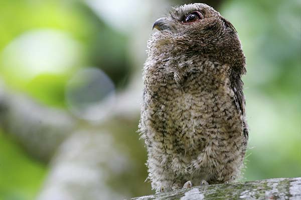 collared scops owl