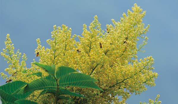 Subtropical broadleaf evergreen forest belt