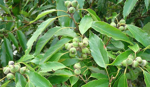  ring-cupped oaks