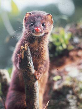 Siberian weasel