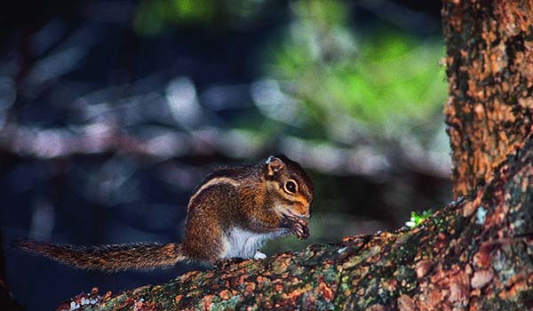 Formosan striped squirrel