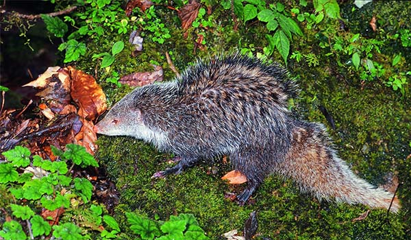 crab-eating mongoose