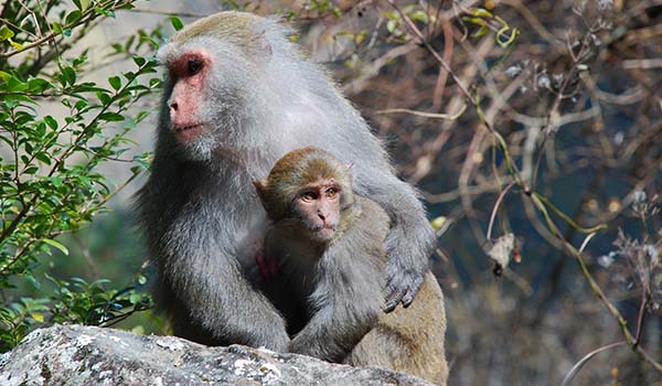 Formosan rock macaque