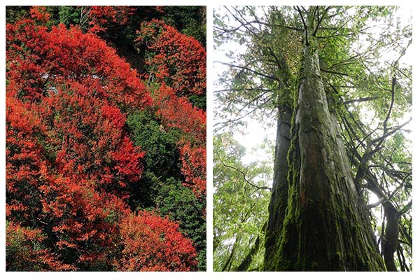 Cypress forest