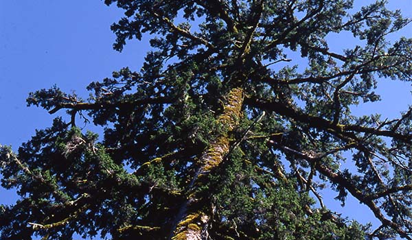 Taiwanese hemlock