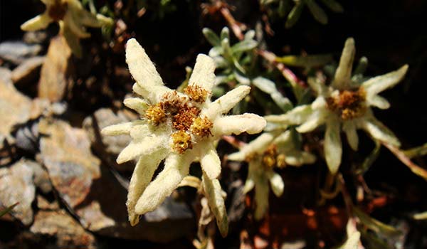 Taiwan edelweiss