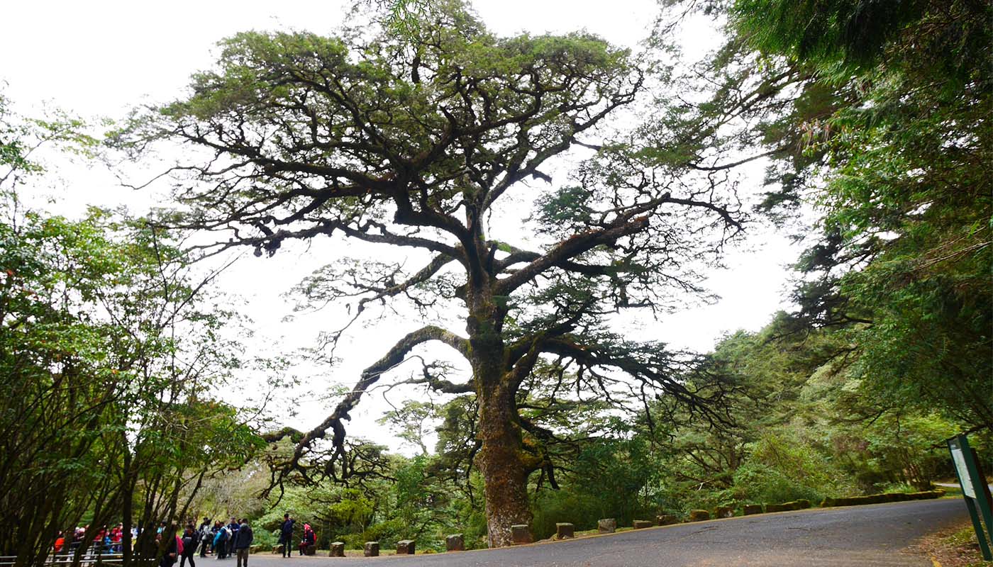 Gigantic Hemlock