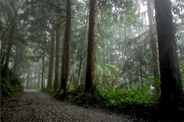 Zhongping Forest Trail