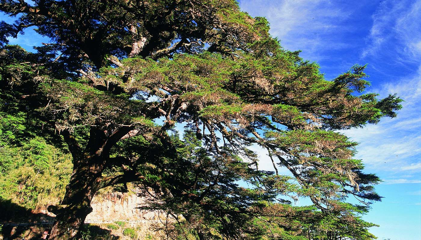 大鉄杉(タイワンツガの大木)