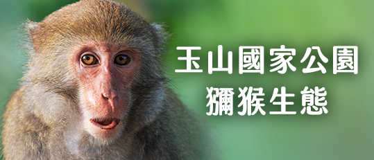 玉山國家公園獼猴生態